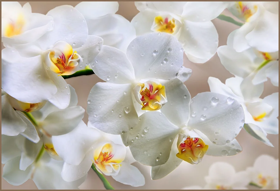 Фотообои ТУЛА Белая орхидея 196/134 4 листа