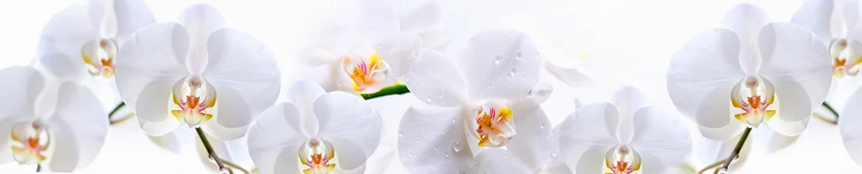 Панель-фартук АВС УФ-печать лак Цветы112 Белоснежная орхидея 3000*600*1,5мм Оптион