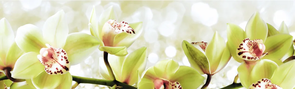 Панель-фартук АВС УФ-печать лак Цветы121 Зеленые орхидеи 3000*600*1,5мм Оптион