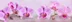 Панель-фартук АВС УФ-печать лак Цветы122 Грациозные орхидеи 2000*600*1,5мм Оптион