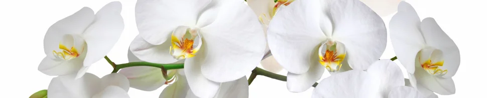 Панель-фартук АВС пластик фотопечать Орхидеи Вивальди 3000*600*1,3мм ПАНЕЛЬПЛАСТ ЛАЙТ